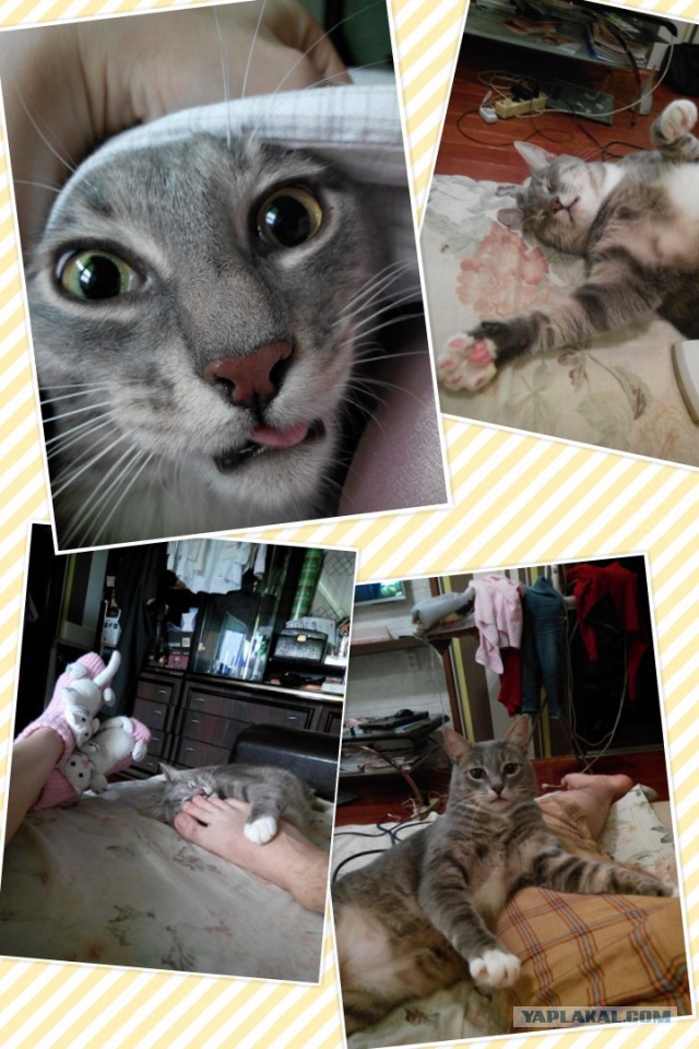 Котовторник 18.03.2014