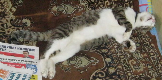 Котовторник   15.04.2014