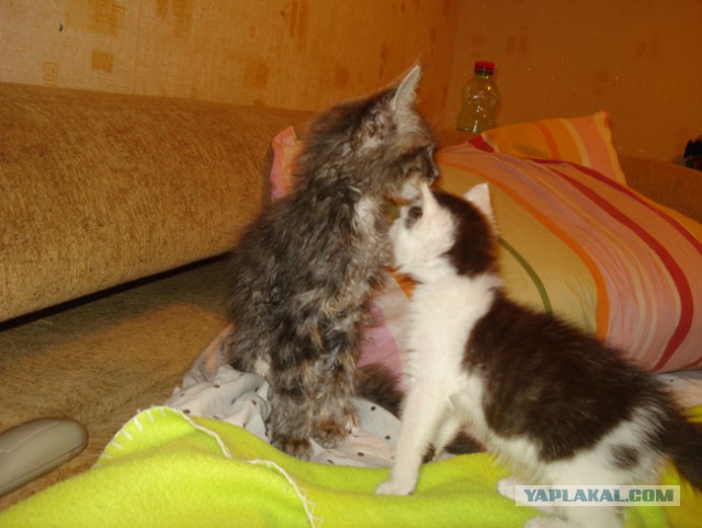 Кот - новый питомец