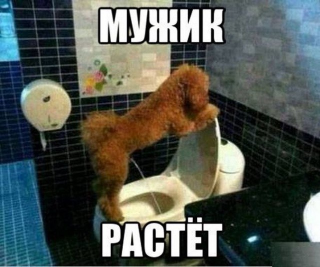 Смешные картинки с подписями