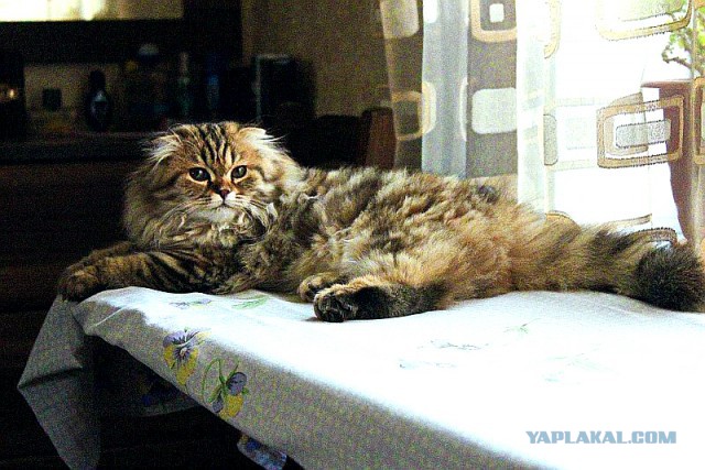 Котовторник 12.08.2014