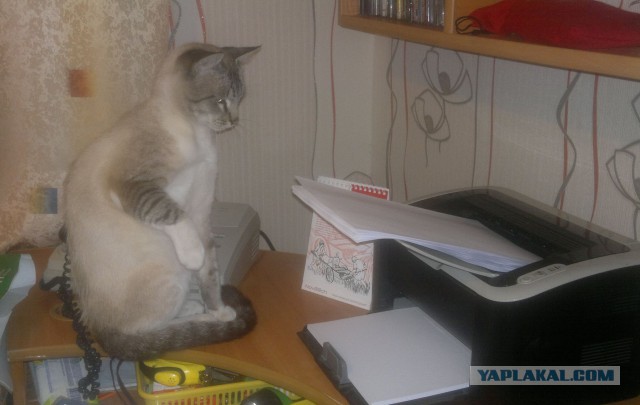 Коты, которые всегда рады помочь своему хозяину