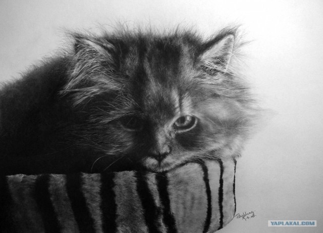Рисованный котовторник