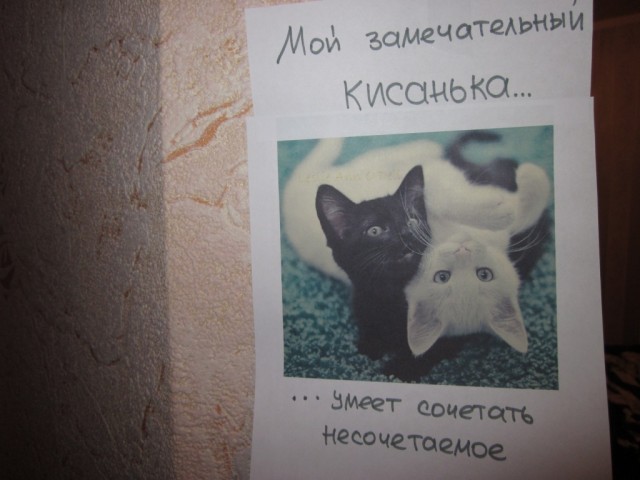 "Котэ-мотиваторы"