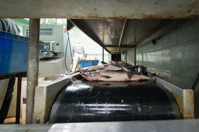 Как работает рыбный завод в Магадане