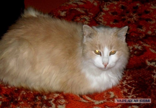 Котовторник 30.12.2014
