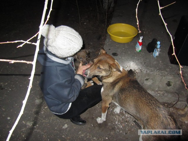 Помог кошарику