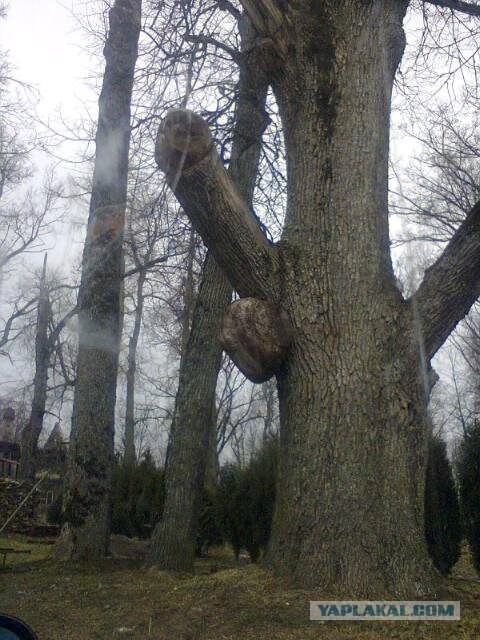 Вековой стояк