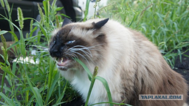 Котовторник