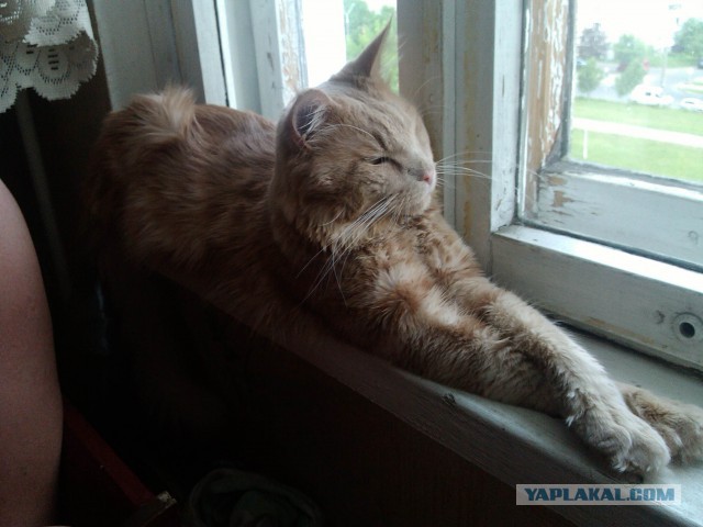 Котовторник   02.06.2015