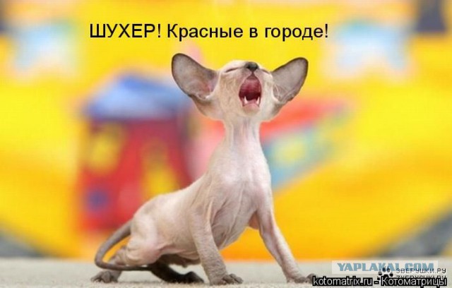 ТП создает лигу шпалоукладчиков