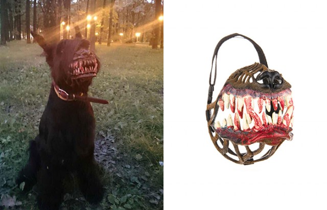 Собака стоматолога