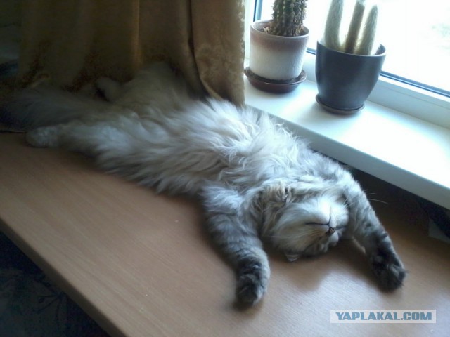 Котовторник 16.06.2015., Котовторник наступил!
