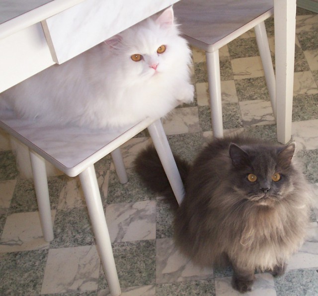 Дневник московского гастарбайтера