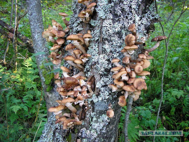 Я узнал, что у меня есть огромная семья