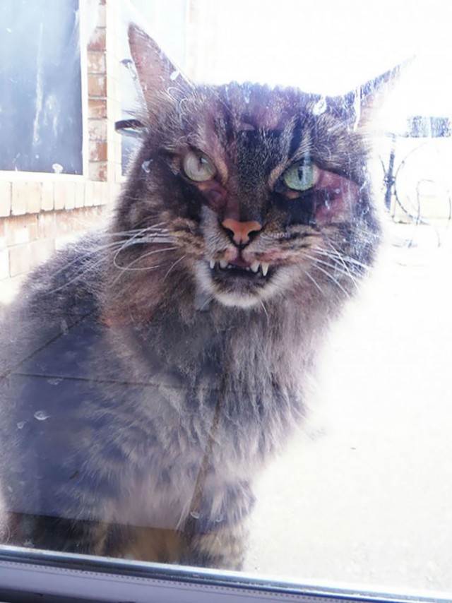 Коты из сети
