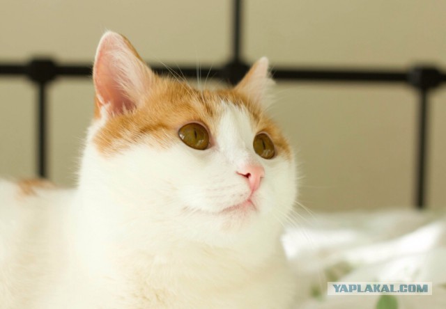 Котовторник  14.02.2017