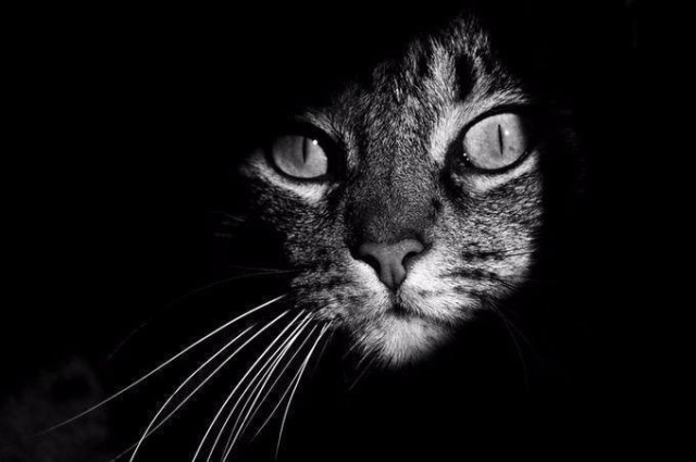 Коты и Кошки