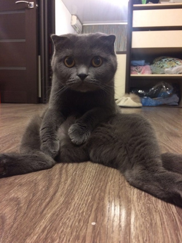 Коты и Кошки
