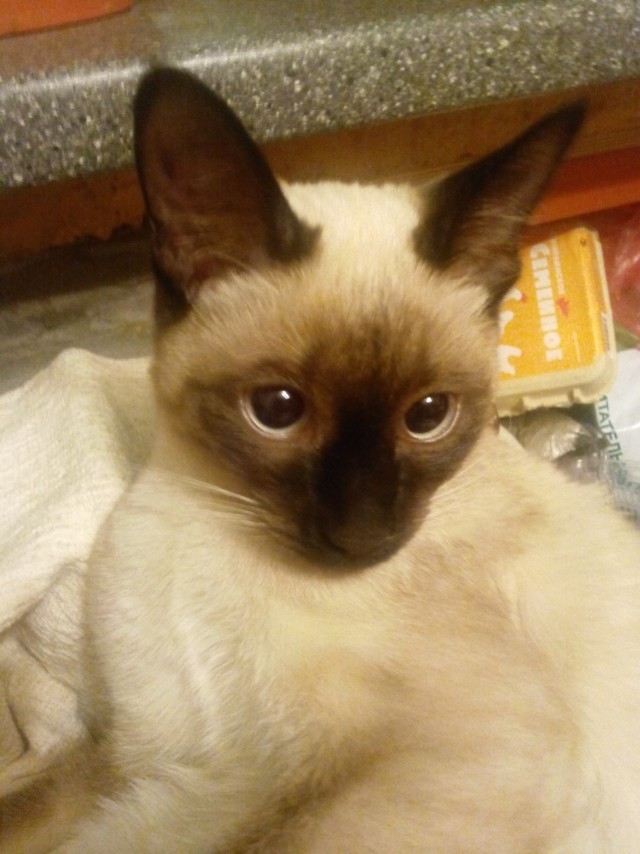 Коты и Кошки