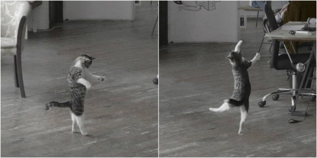 Коты и Кошки