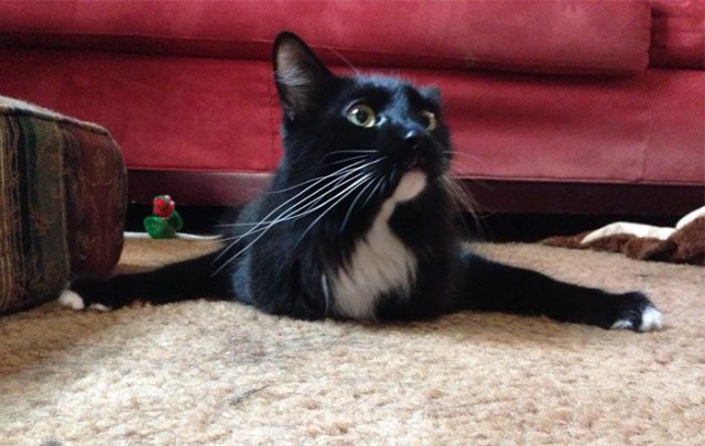 Коты и Кошки