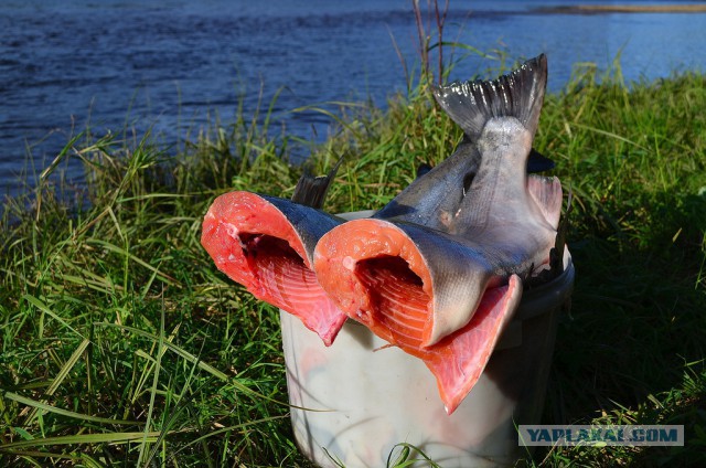 Морское меню Колымского рыбака