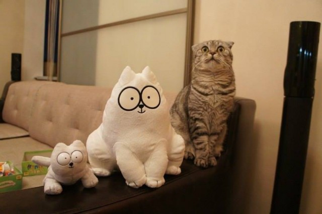 Коты и Кошки