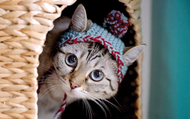 Коты и Кошки