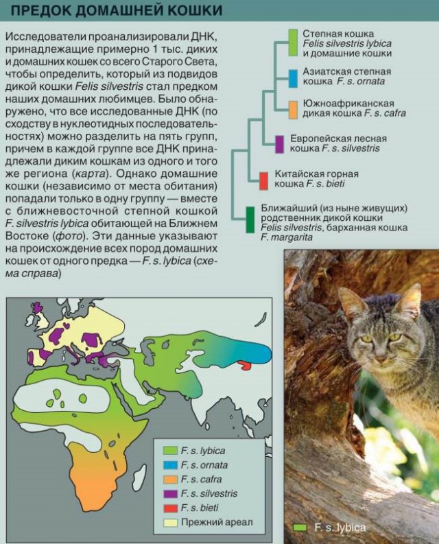 Как кошки приручили людей. Научное исследование