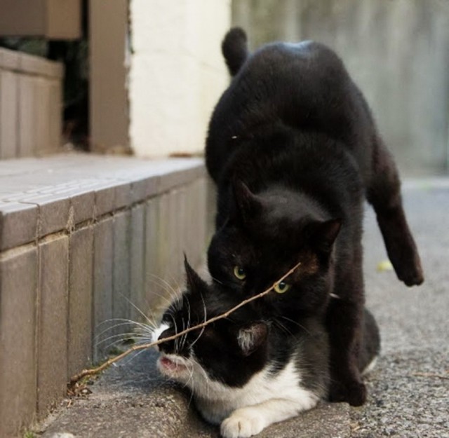 Коты и Кошки
