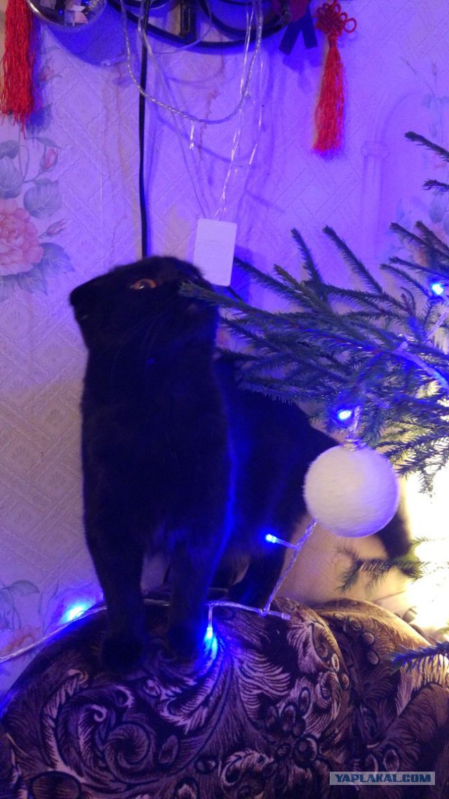 Котовторник 9.01.2018