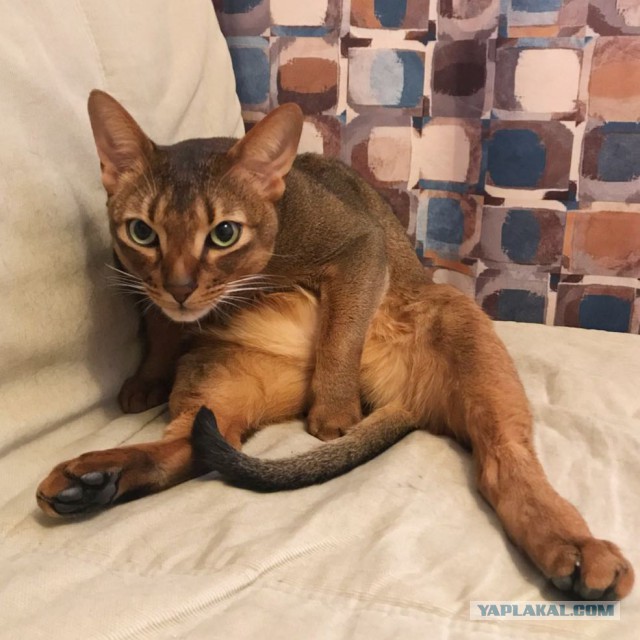 Котовторник 16.01.2018