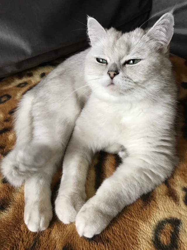 Вся красота беспородных кошек. Котовторнику посвящается.