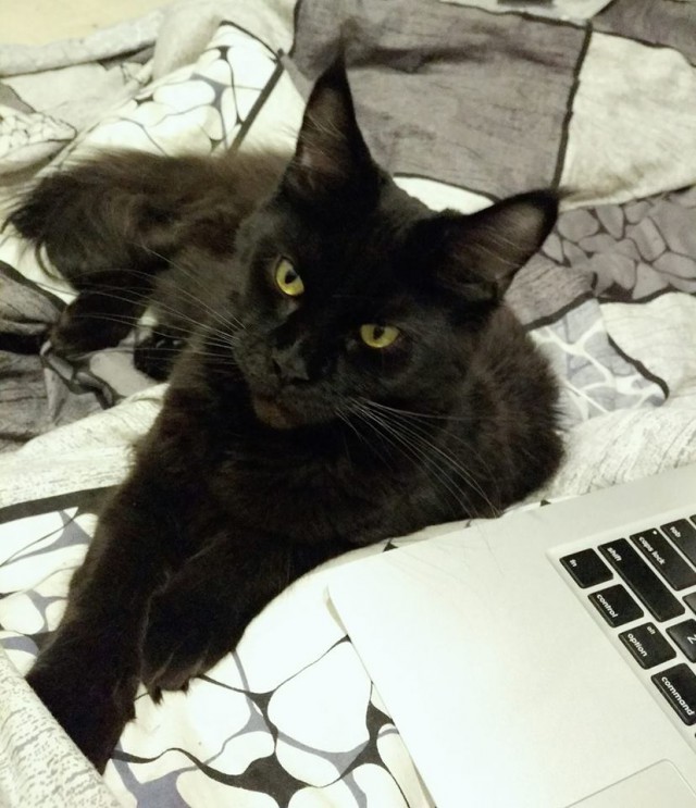 Котовторник 20.03.2018