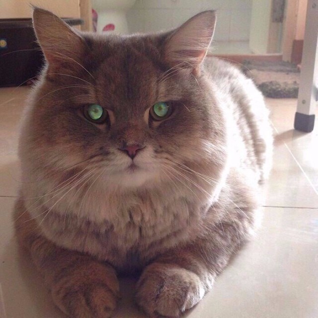 Прикольных котов пост