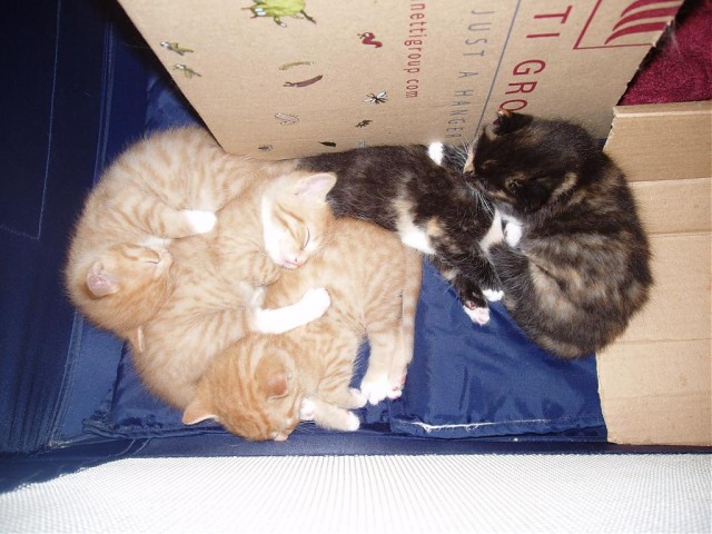 Котомет на вторник (15.04.2008)
