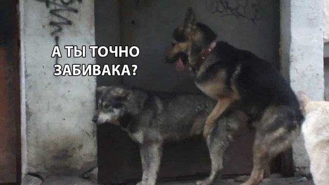 Нестандартный юмор