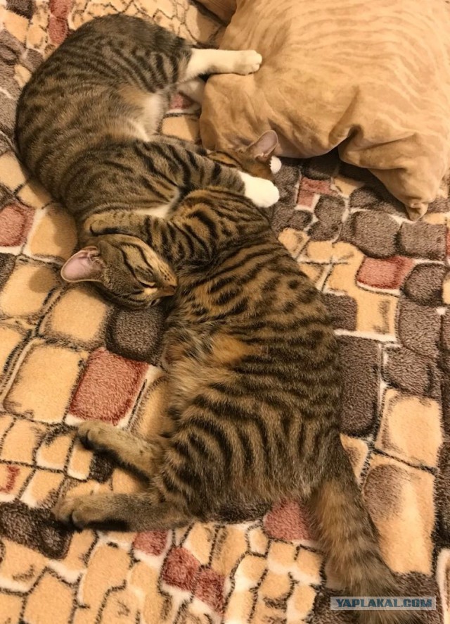 Давай заведем кота