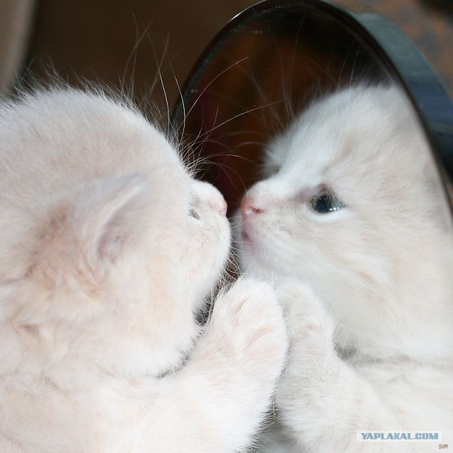 Котовторнику Да (09.12.08)