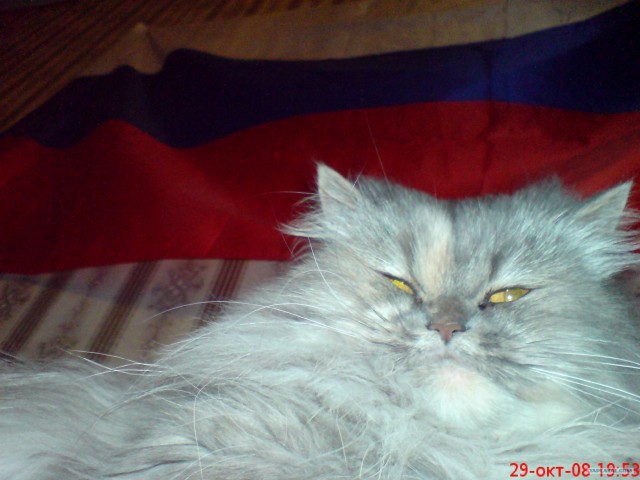Котовторник (02.06.2009)