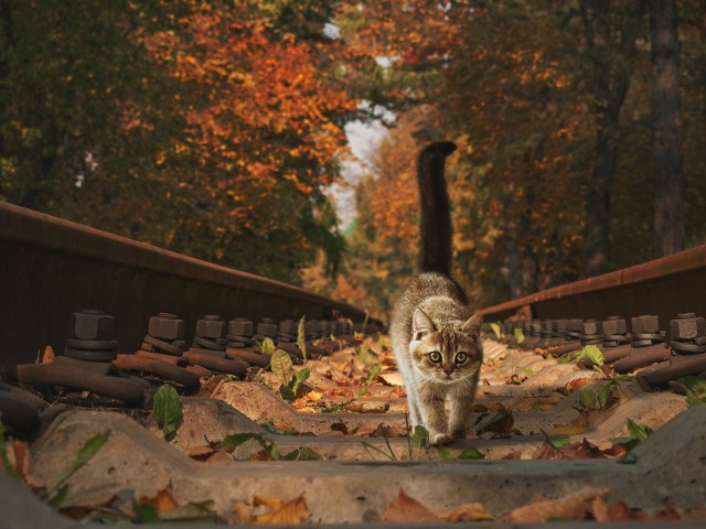 Прикольных котов пост