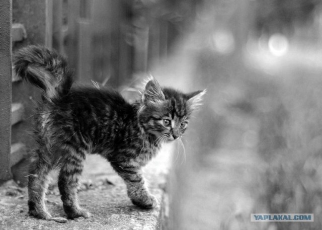 Котовторник на 22 июня