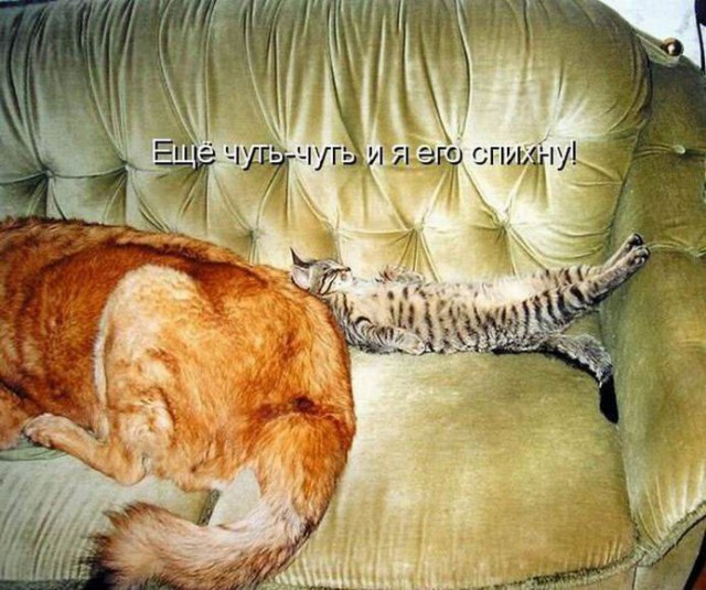 Кошки или собаки?