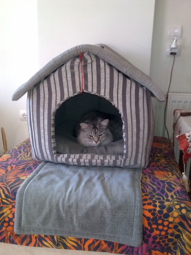 Котовторник 11.09.18.