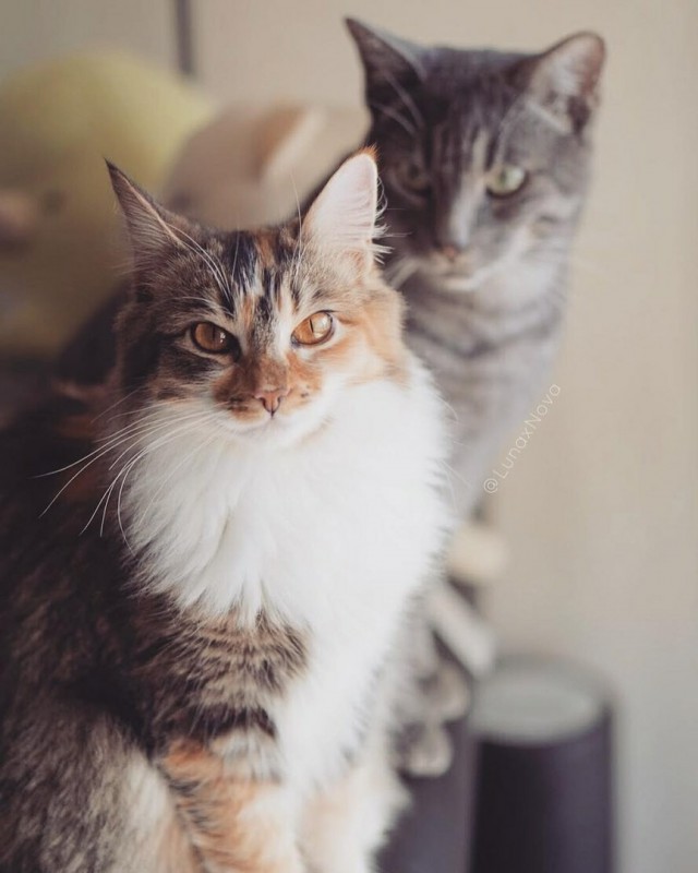 Прикольных котов пост