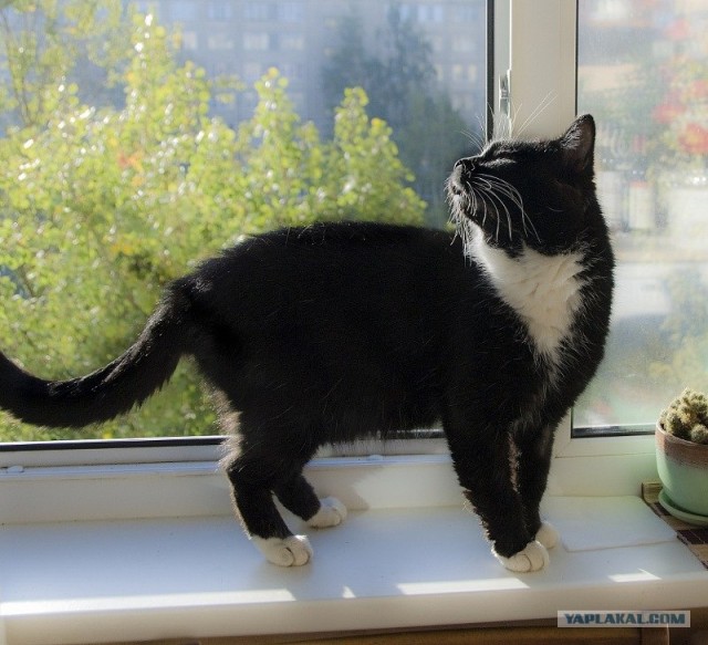 Котовторник - С праздником, котоводы!