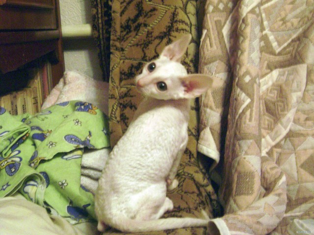 Выставка кошек