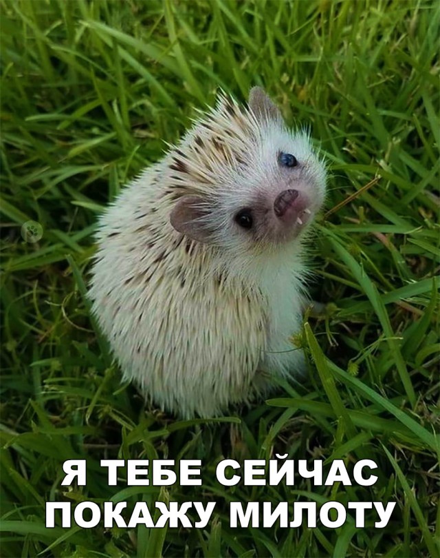 Прикольные картинки абавсём