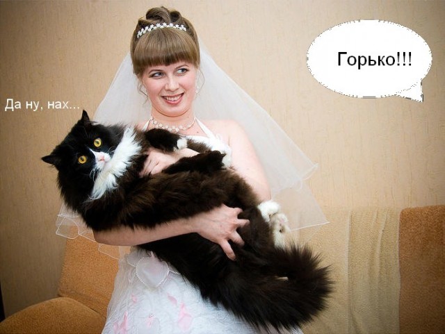 Супер-котофото на котовторник